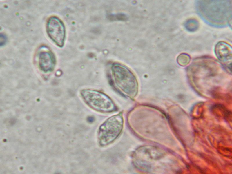 Clitopilus  cystidiatus       Hauskn. & Noordel.